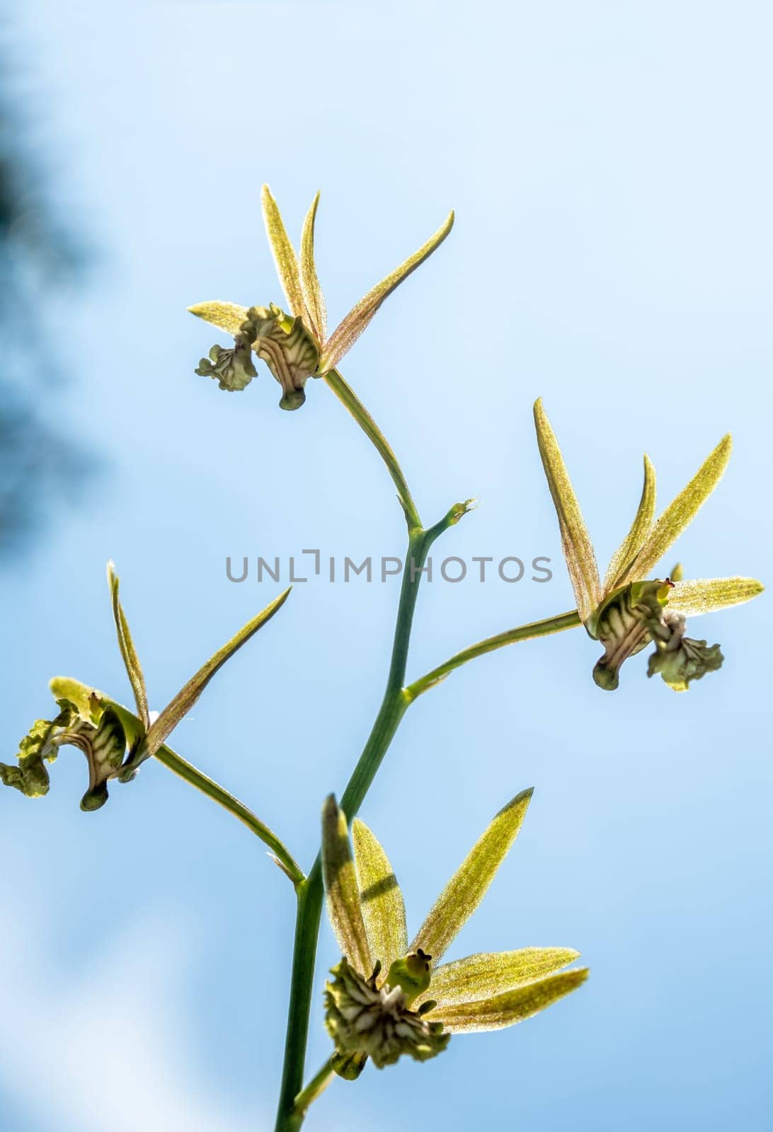 Small Orchid flowers of Eulophia Andamanensis Ground Orchid on the sky background by Satakorn