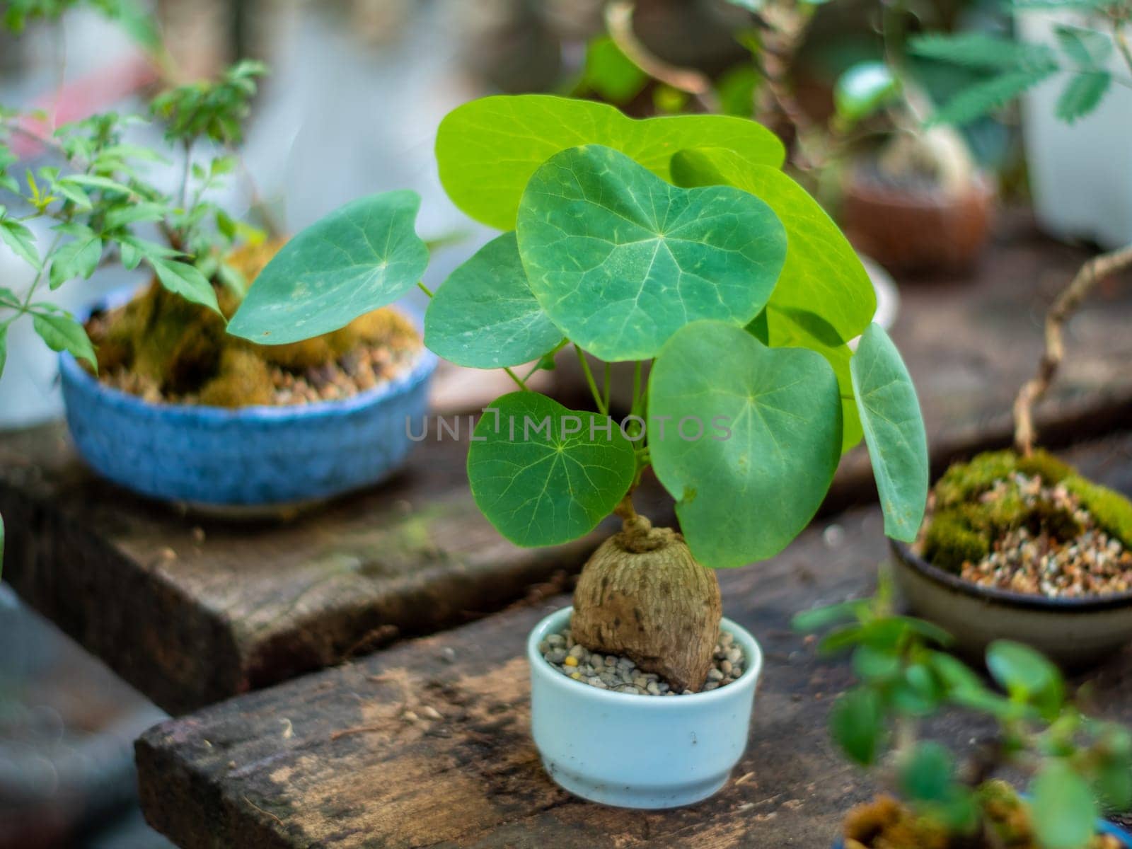 The Small plump trunk of Ivy setting put it in a small pot