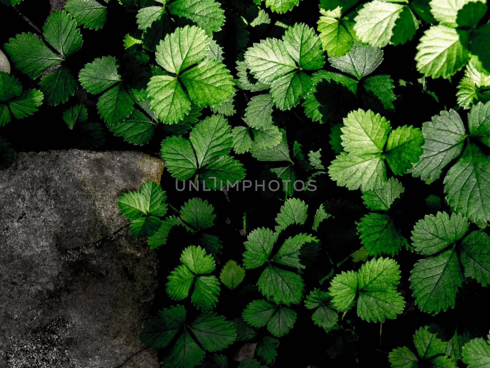 The Mock Strawberry plant for ground cover in the garden by Satakorn