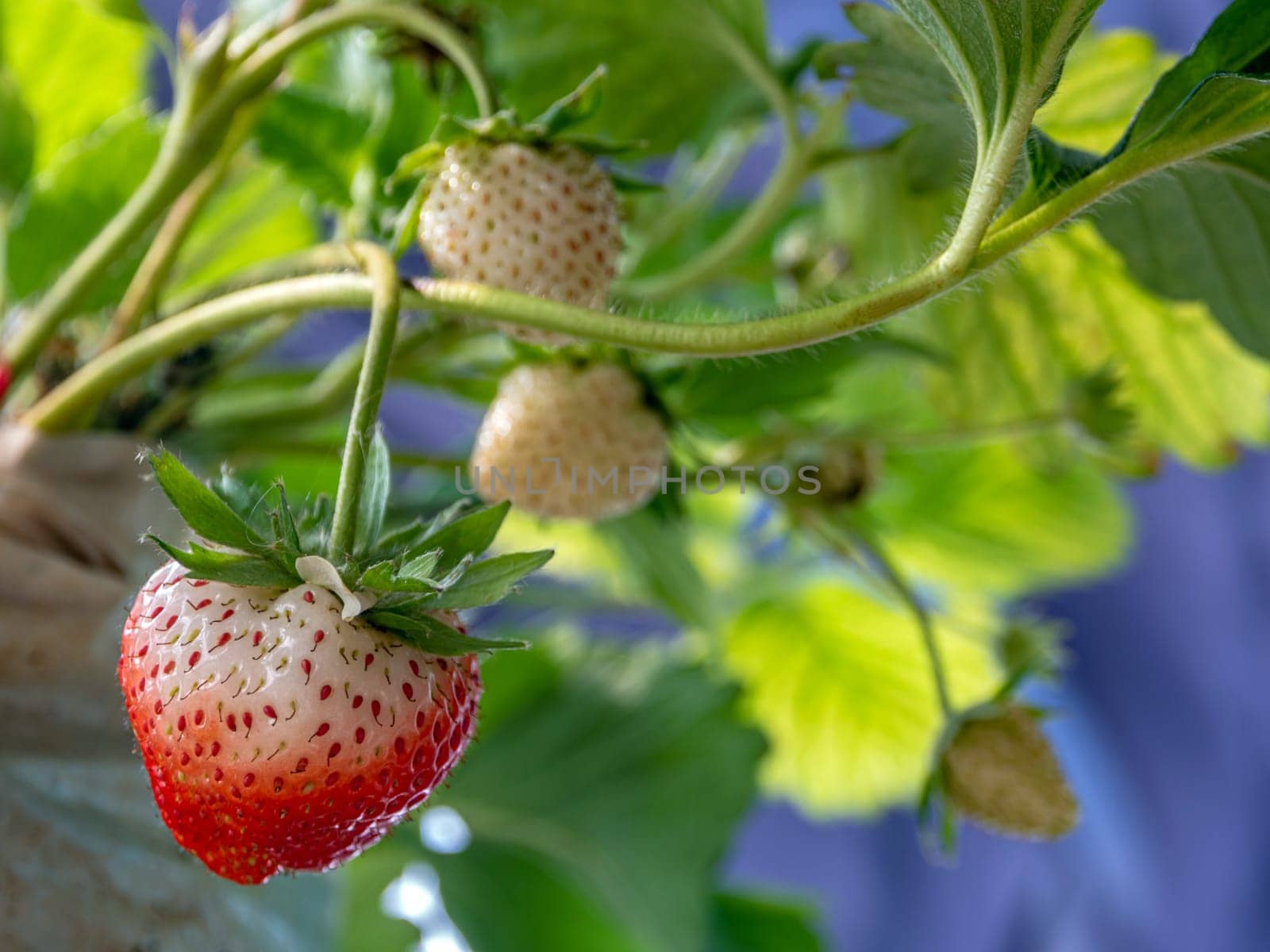 Fresh strawberries have not been collected from a strawberry plant by Satakorn