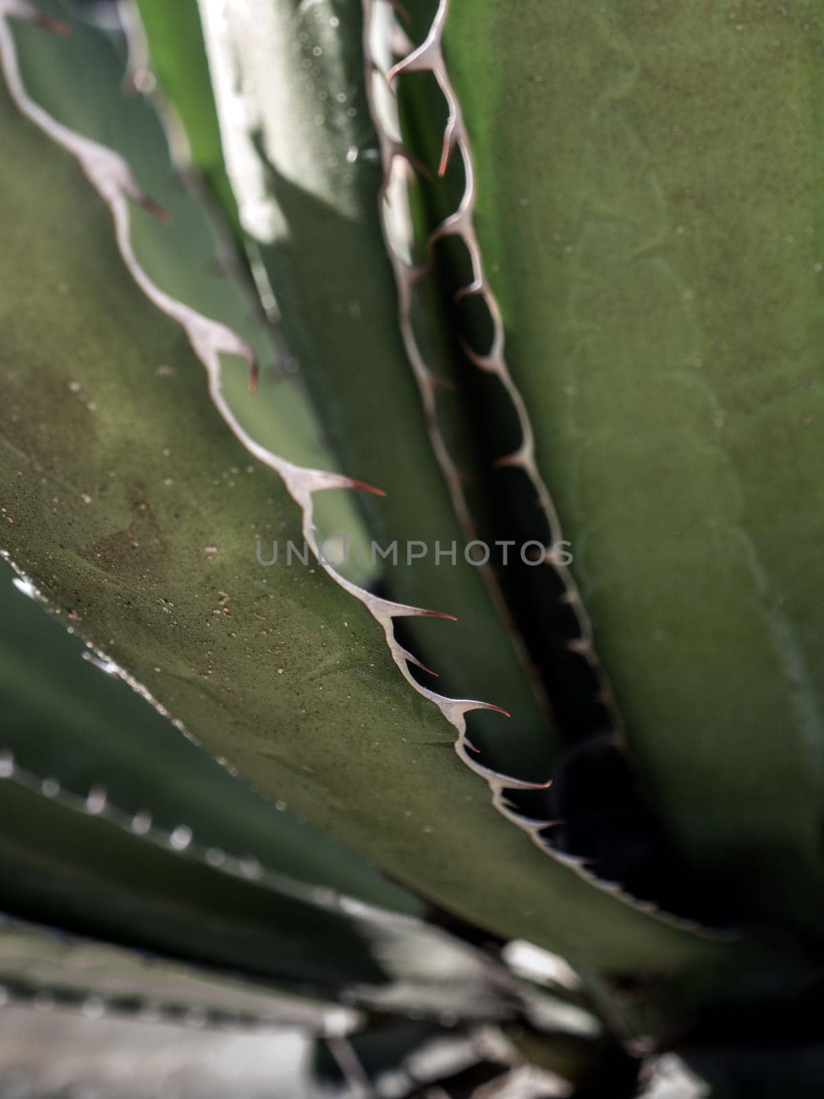 Agave succulent plant, close up white wax on freshness leaves with thorn of Agave leaf