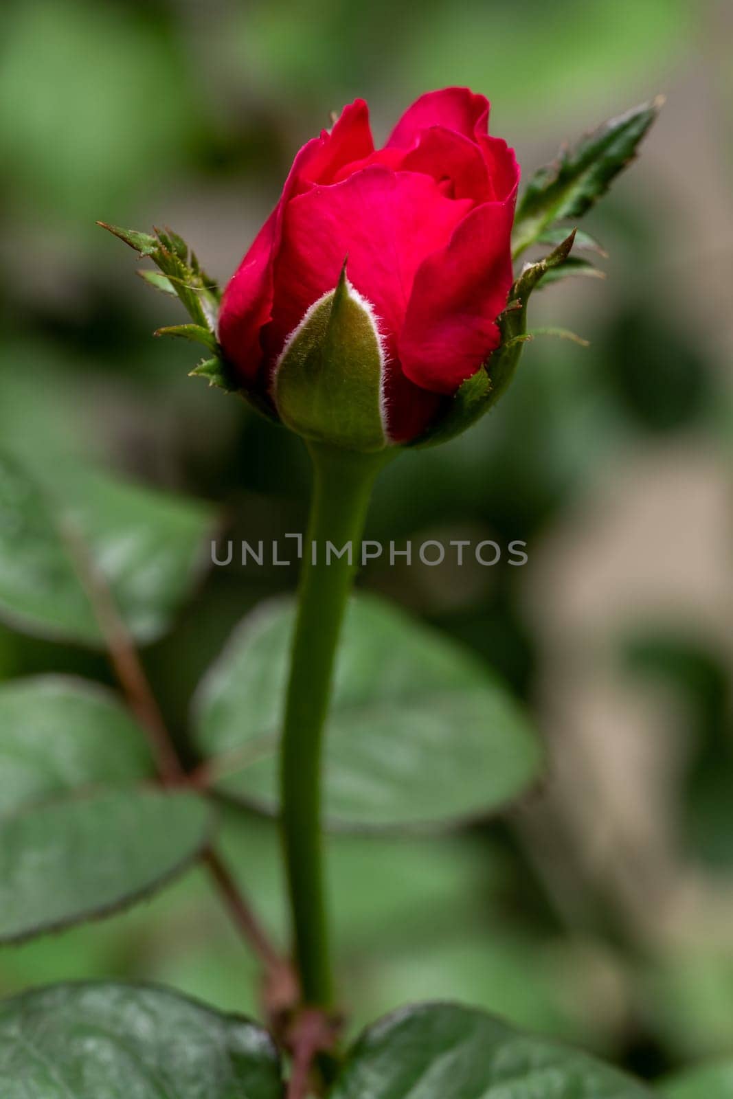 Shape and colors of Princess Kishi roses that blooming