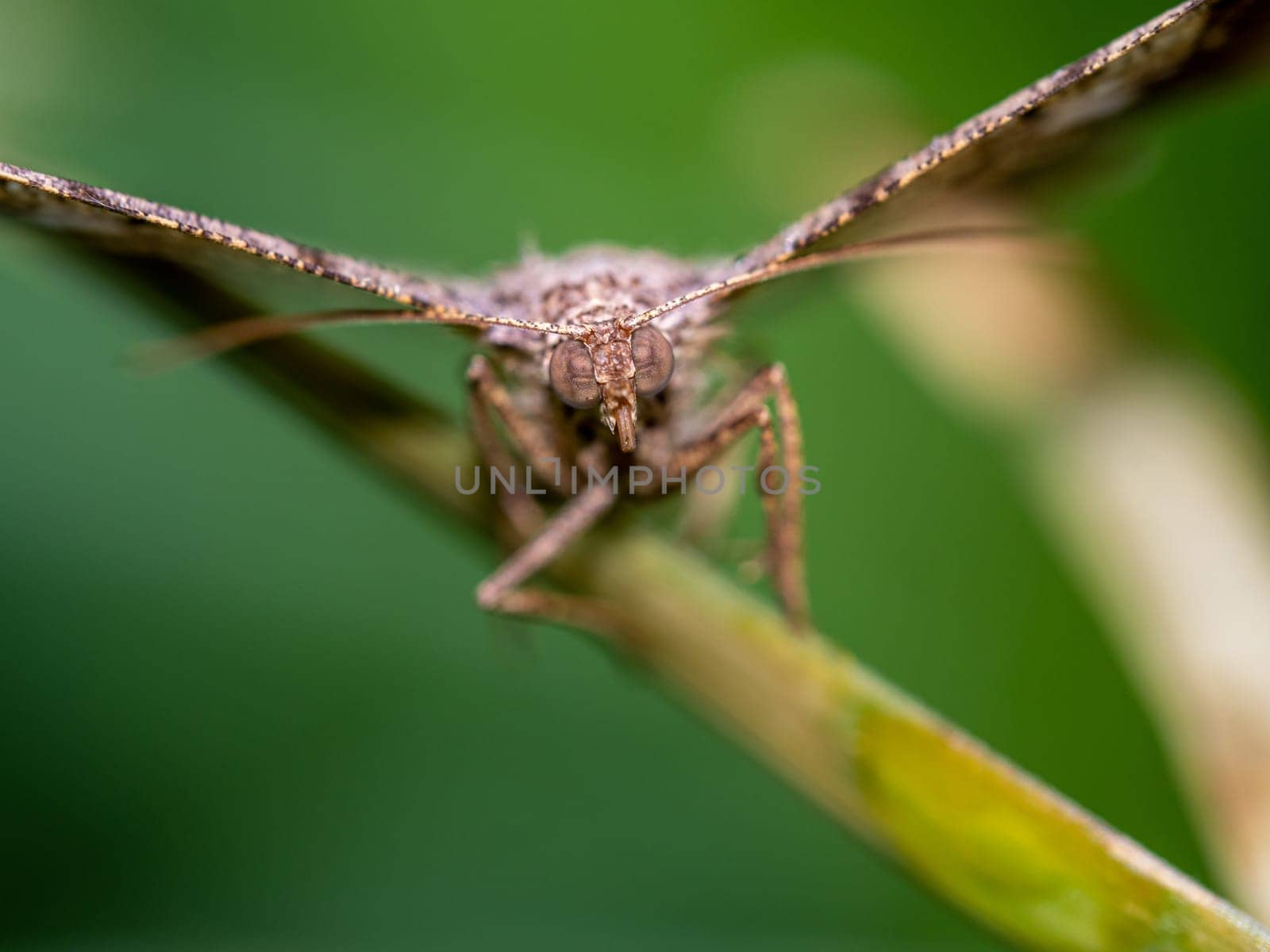 The camouflage pattern on looper moth wings by Satakorn