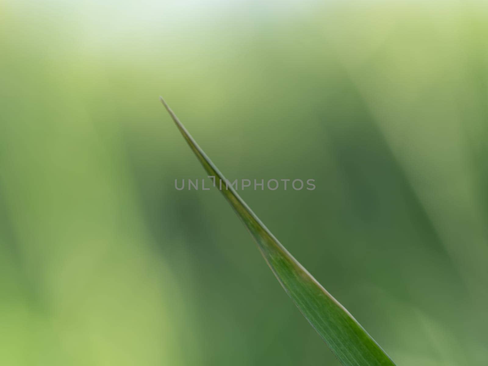 Lights and Green with yellow color on nature defocus abstract blur background by Satakorn