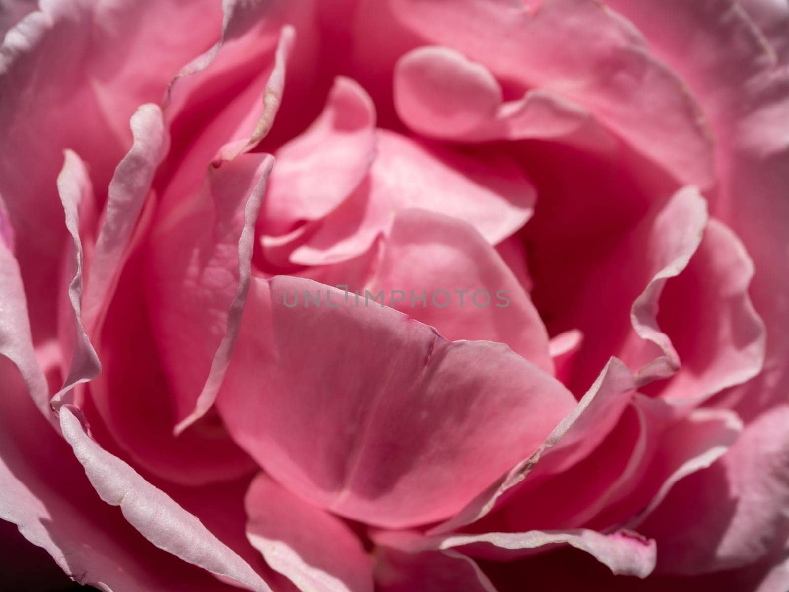 Close-up delicate Soeur Emmanuelle rose petals as nature background