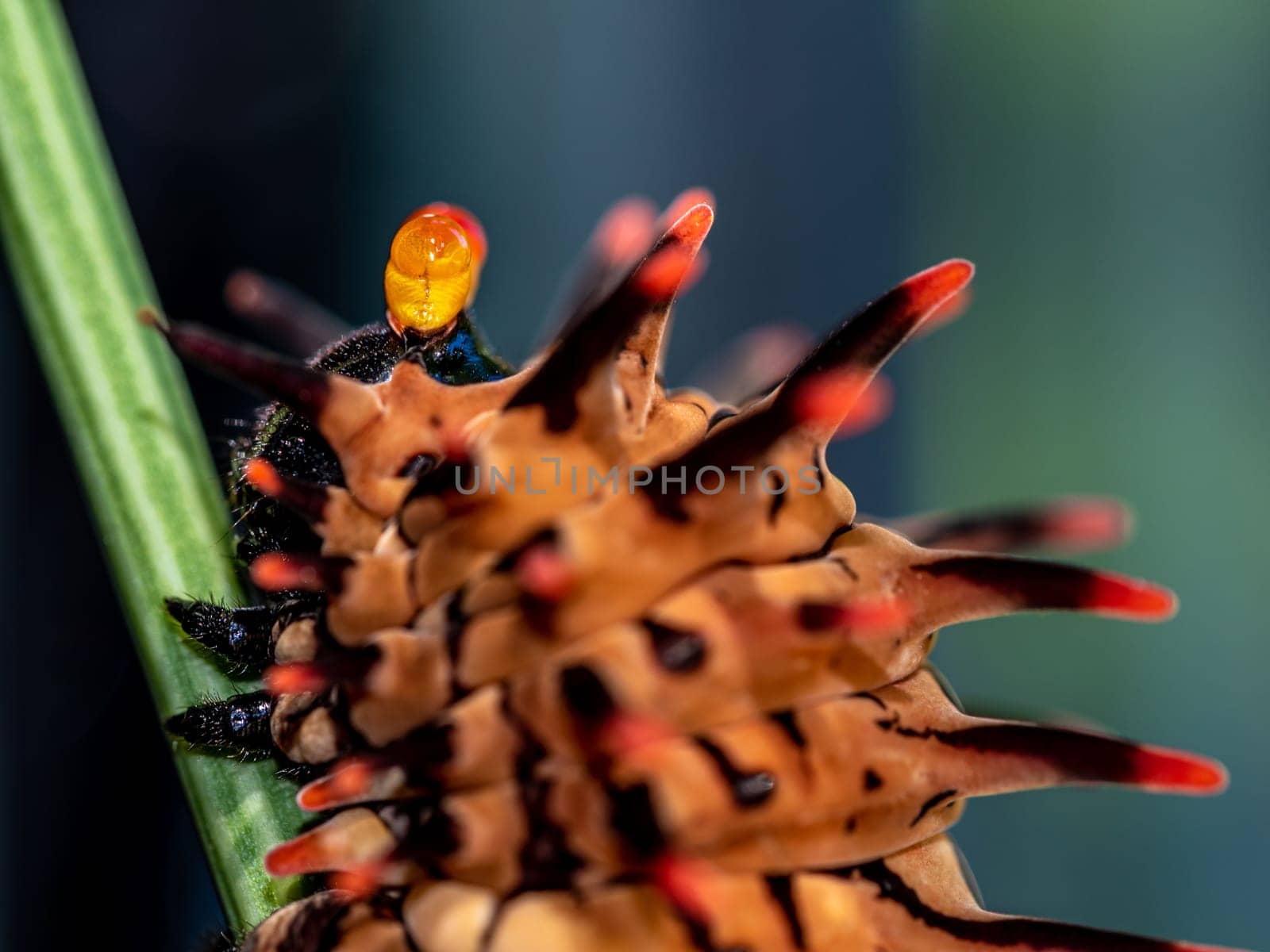 The pale brown color with long protrusions resembling thorns of the Golden Birdwing caterpillar