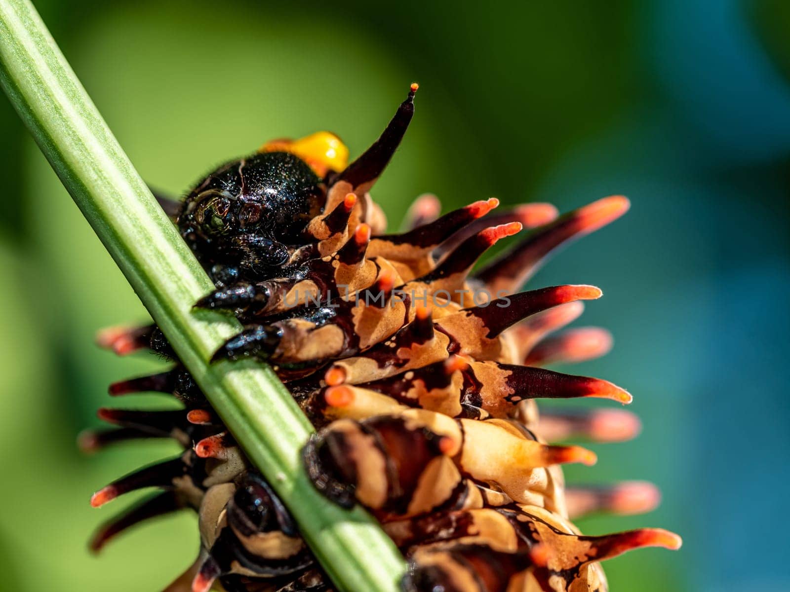 The pale brown color with long protrusions resembling thorns of the Golden Birdwing caterpillar by Satakorn