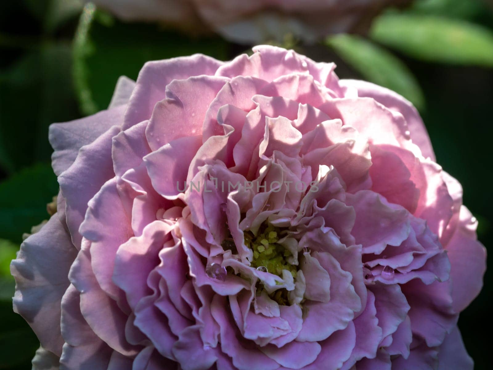 Close-up delicate Princess Kaori rose petals by Satakorn