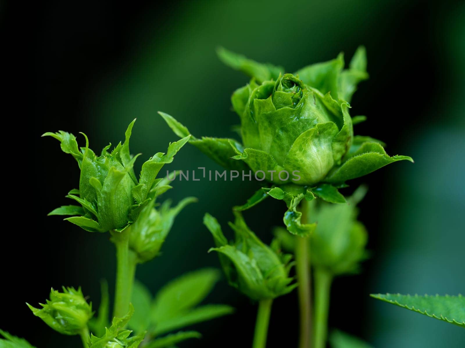 Roses begin to bloom the petals slowly bloom by Satakorn