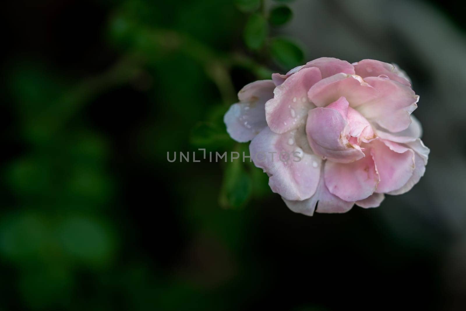 Shape and colors of imperfect La Boum roses that blooming by Satakorn