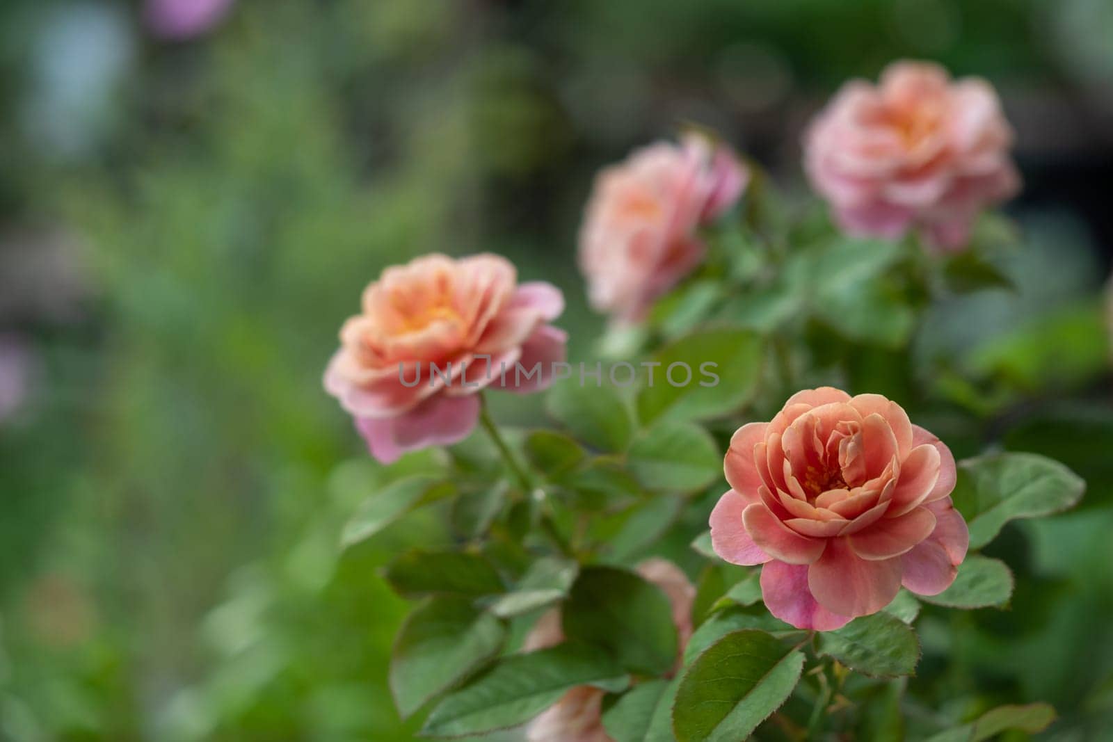 Shape and colors of Distant drums roses that blooming in Tropical climates by Satakorn