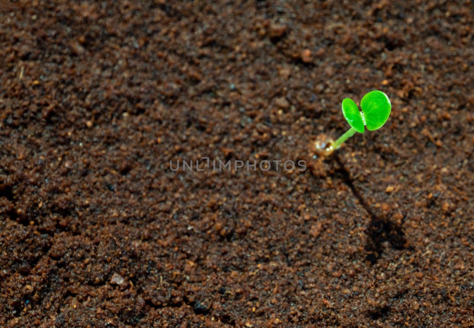 Young seeding sprout up on the moist soil