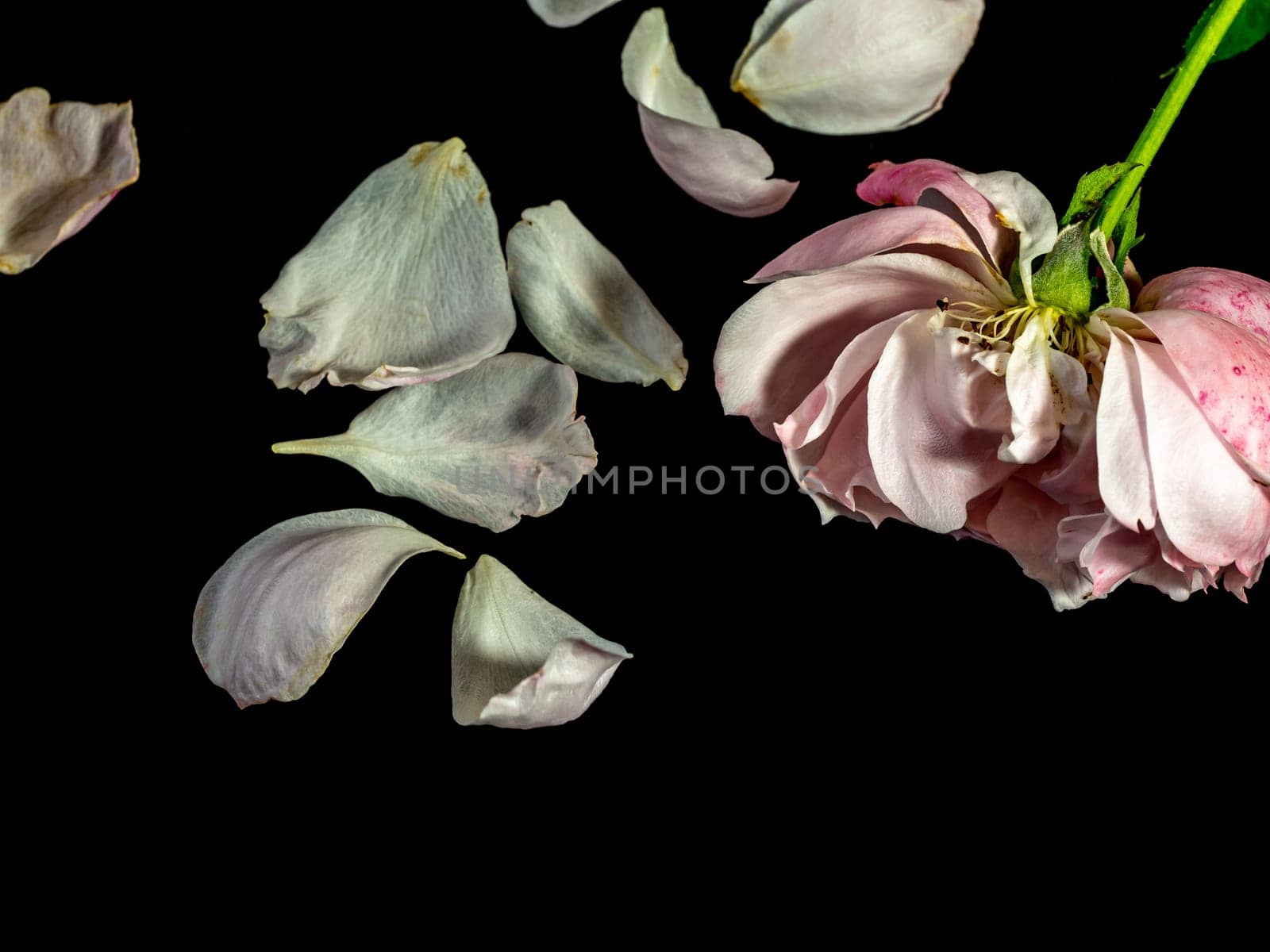 The wounded petals of a withering Plume rose by Satakorn
