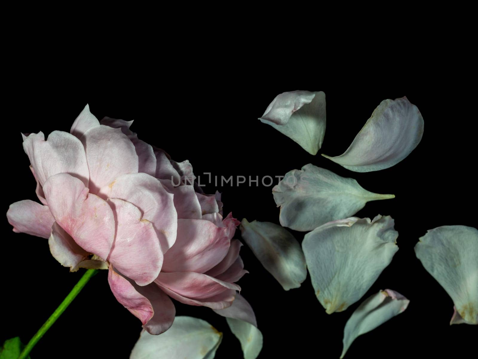 The wounded petals of a withering Plume rose by Satakorn