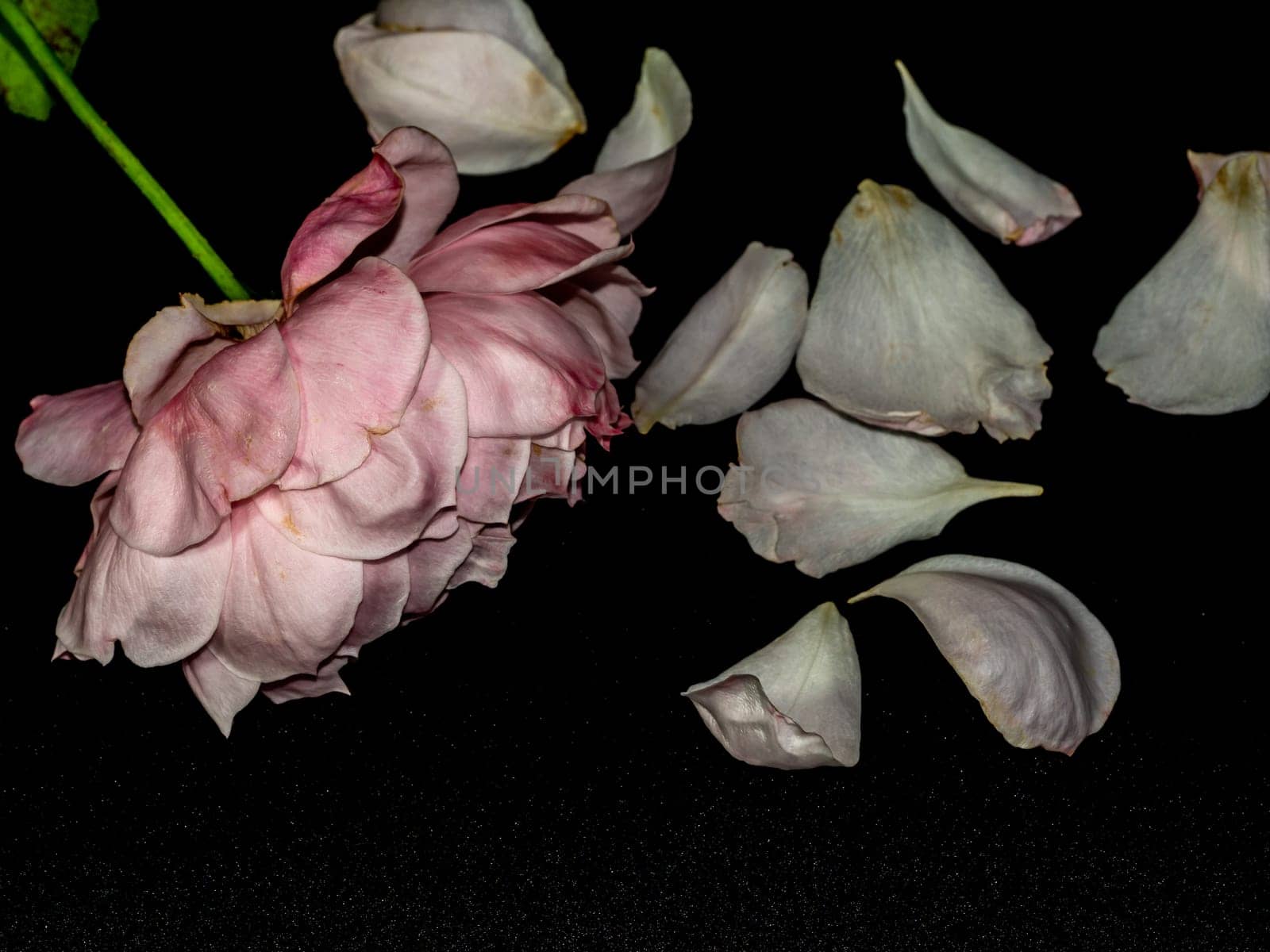 The wounded petals of a withering Plume rose by Satakorn