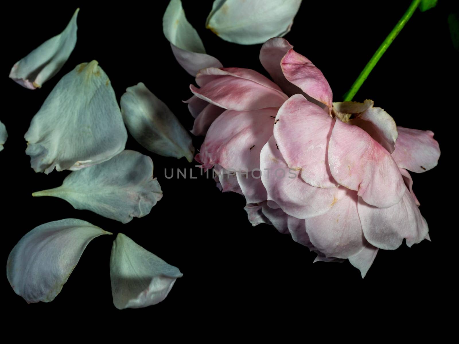 The wounded petals of a withering Plume rose by Satakorn