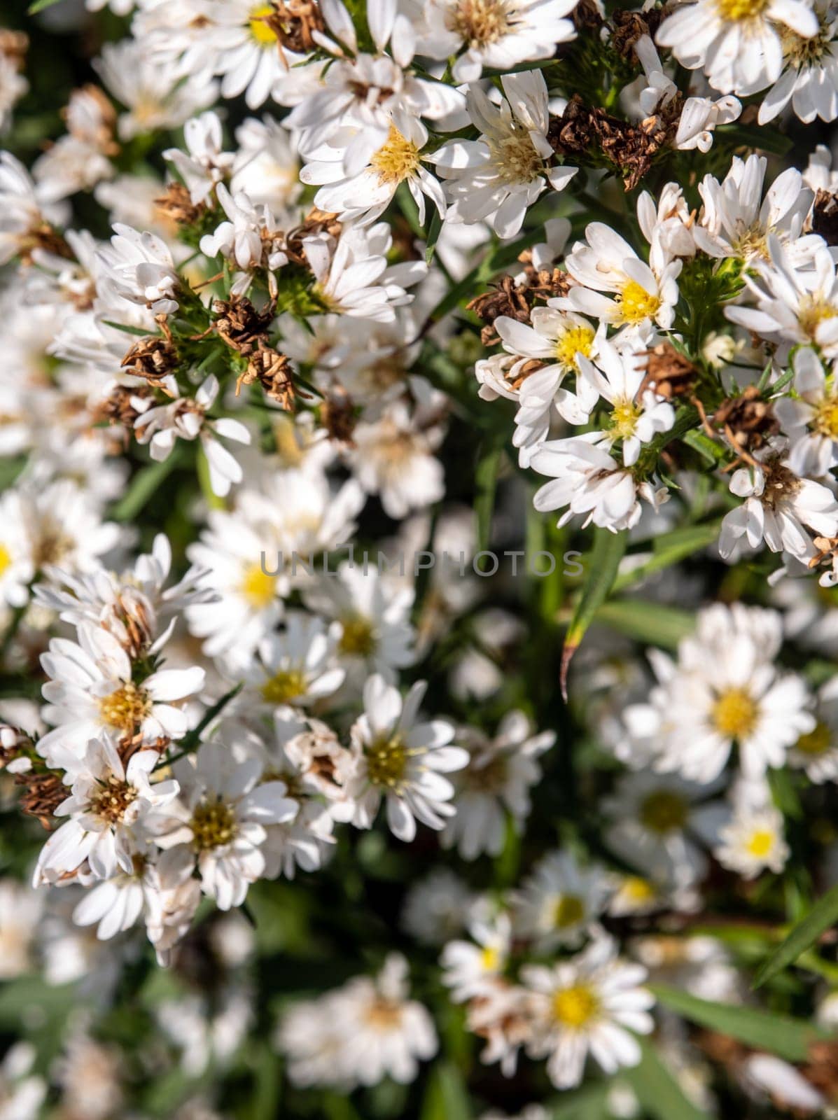 A field of small white flowers, some of which are withering