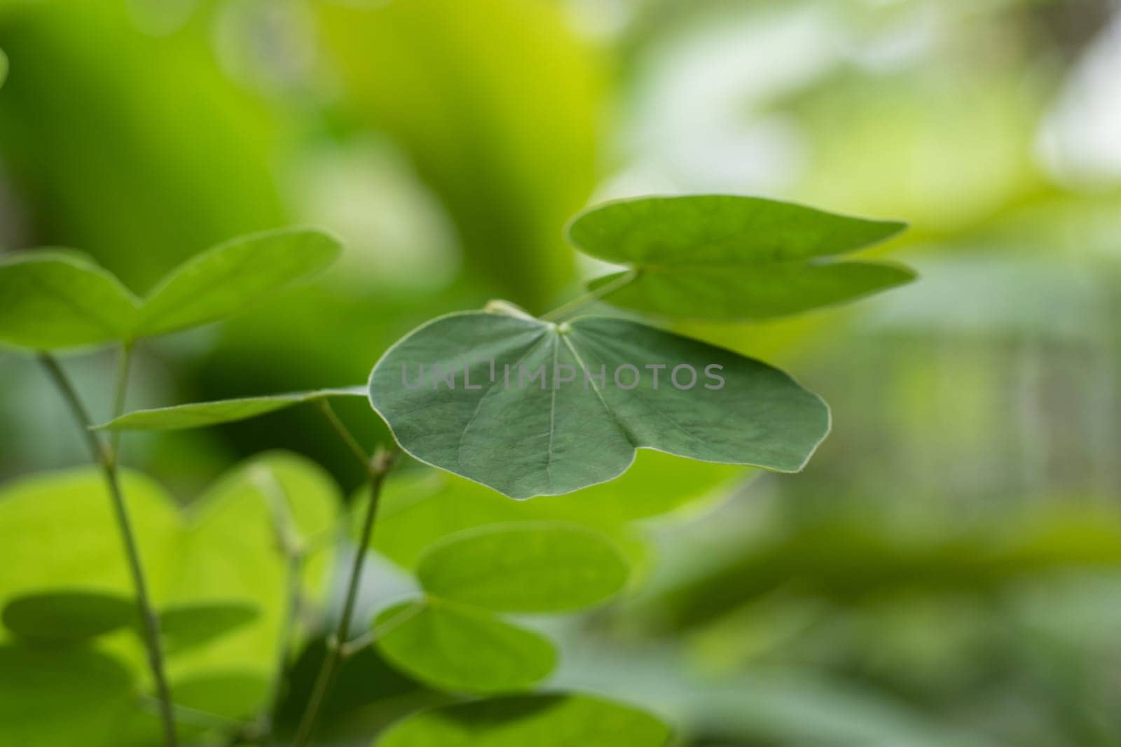 Green leaves of Snowy orchid tree and green background by Satakorn