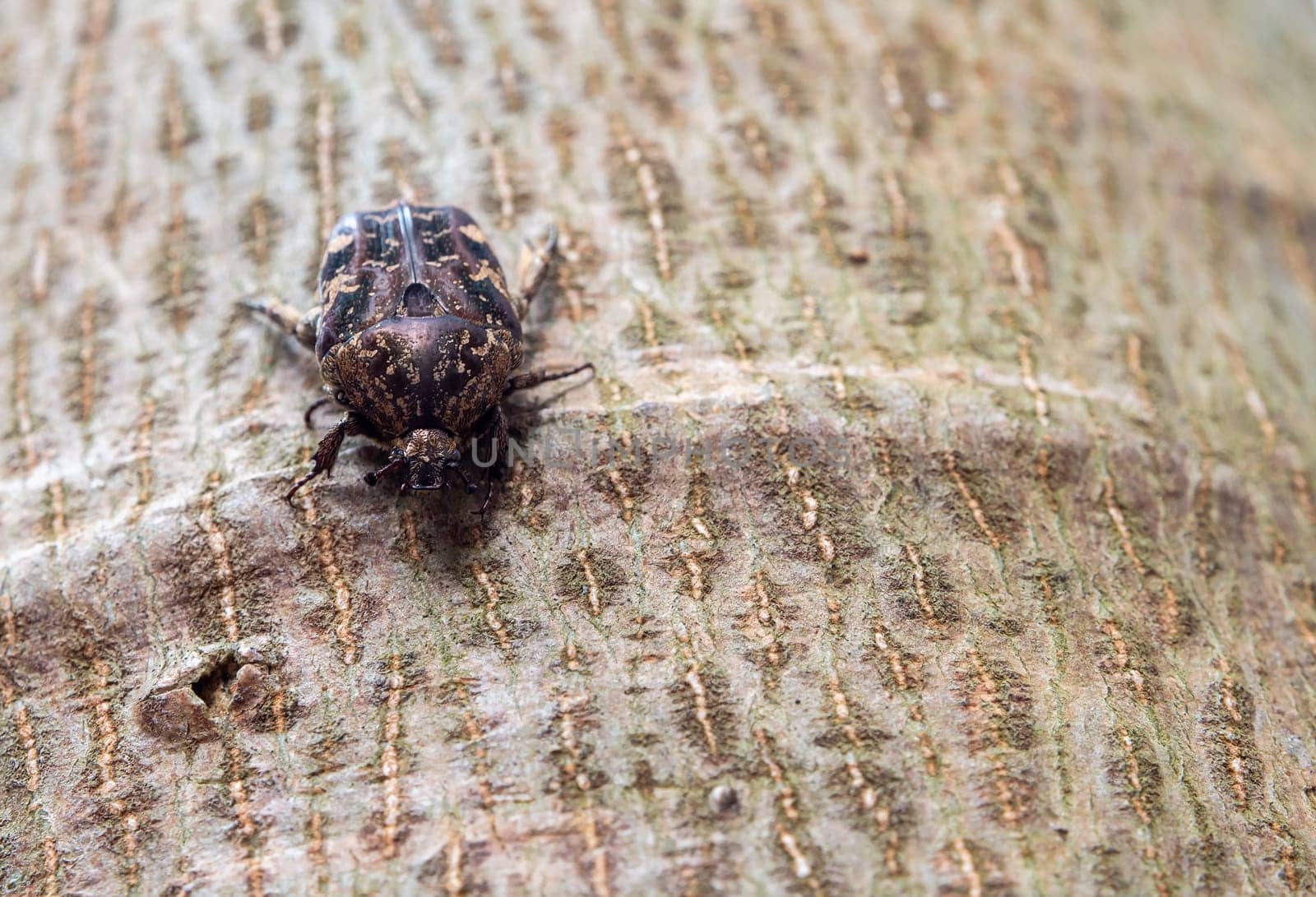 Hairy Chafer scarab crawl on the trunk of the tree by Satakorn