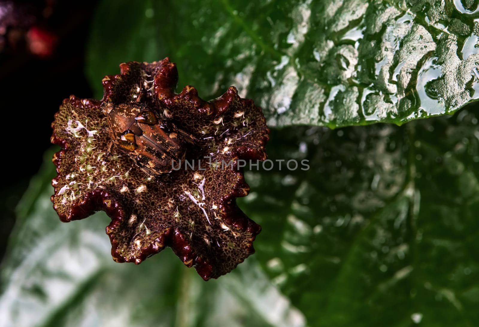 Hairy Chafer scarab on the leaves of Congo fig by Satakorn