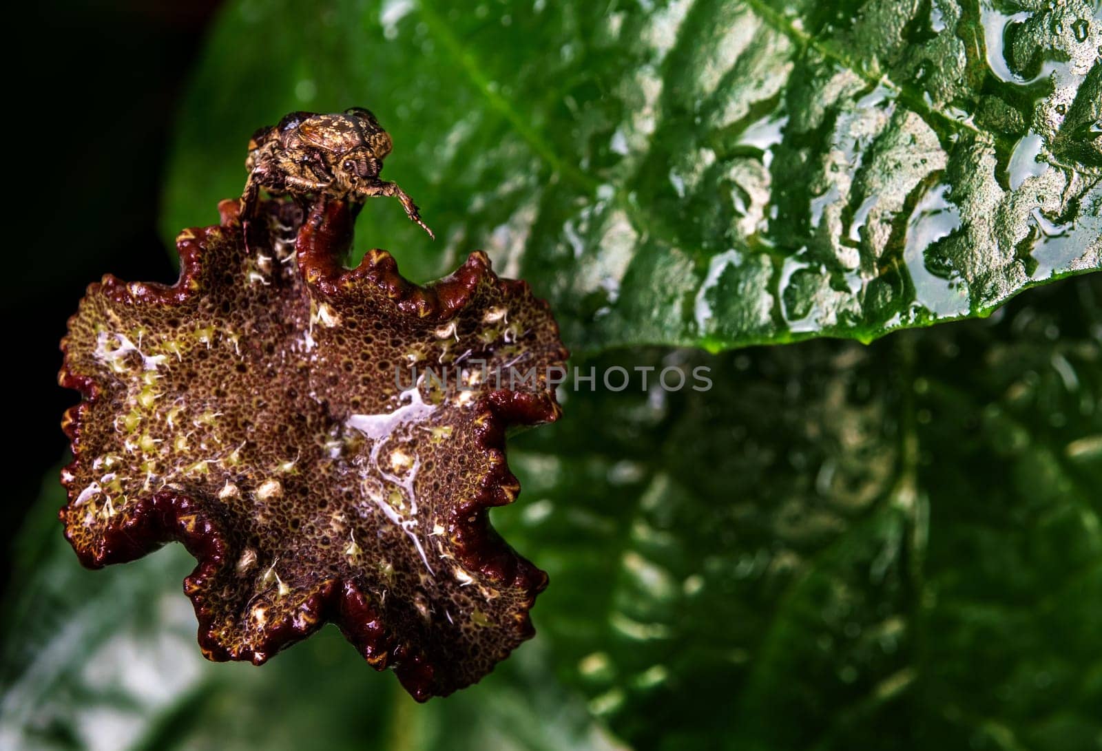 Hairy Chafer scarab on the seed pot of Congo fig by Satakorn