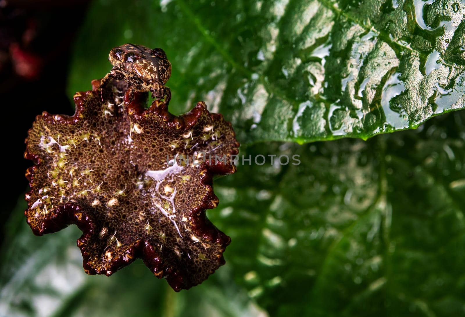 Hairy Chafer scarab on the seed pot of Congo fig by Satakorn