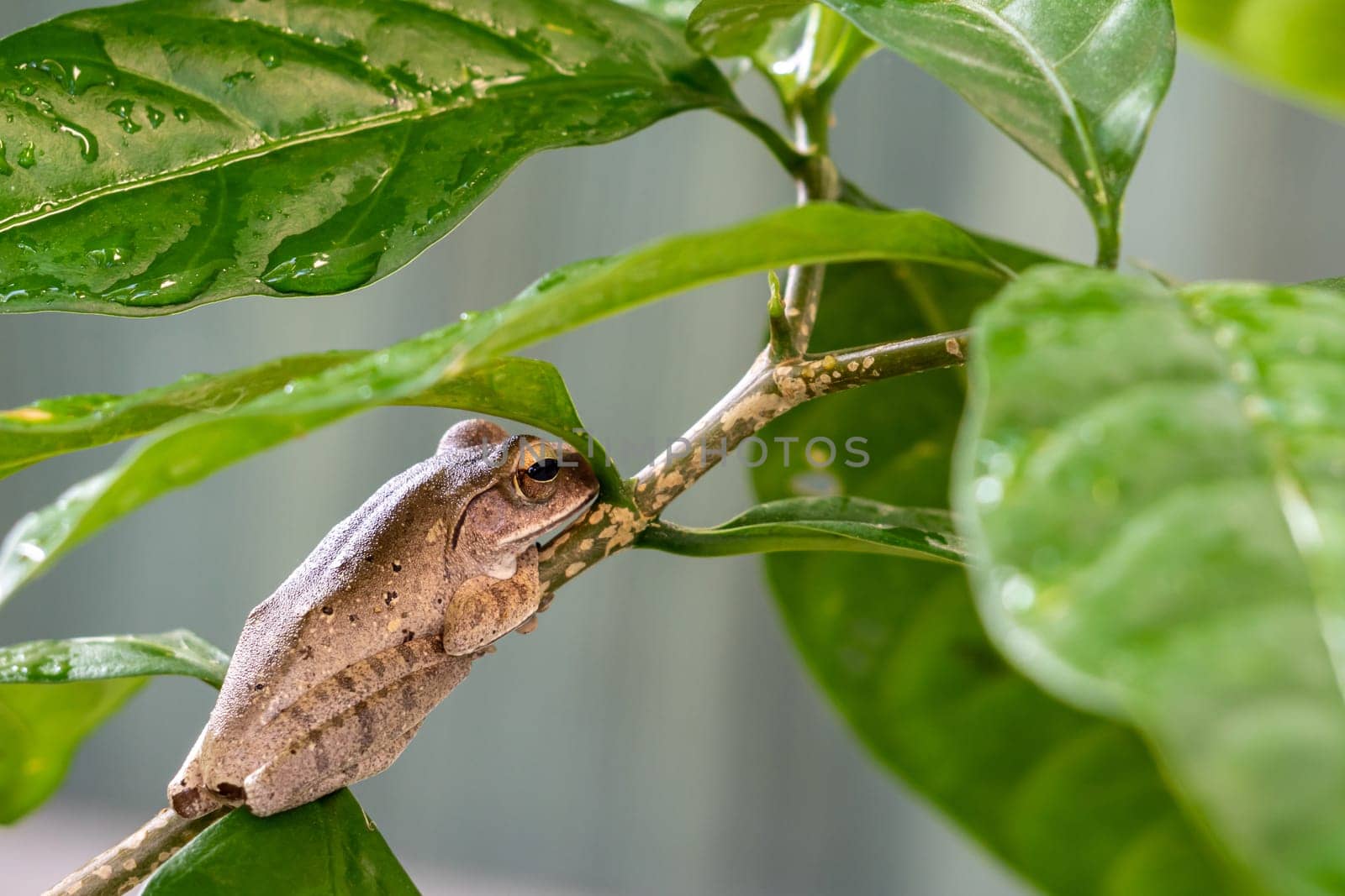 Tree Frog on the small branch of Cape Jasmine by Satakorn