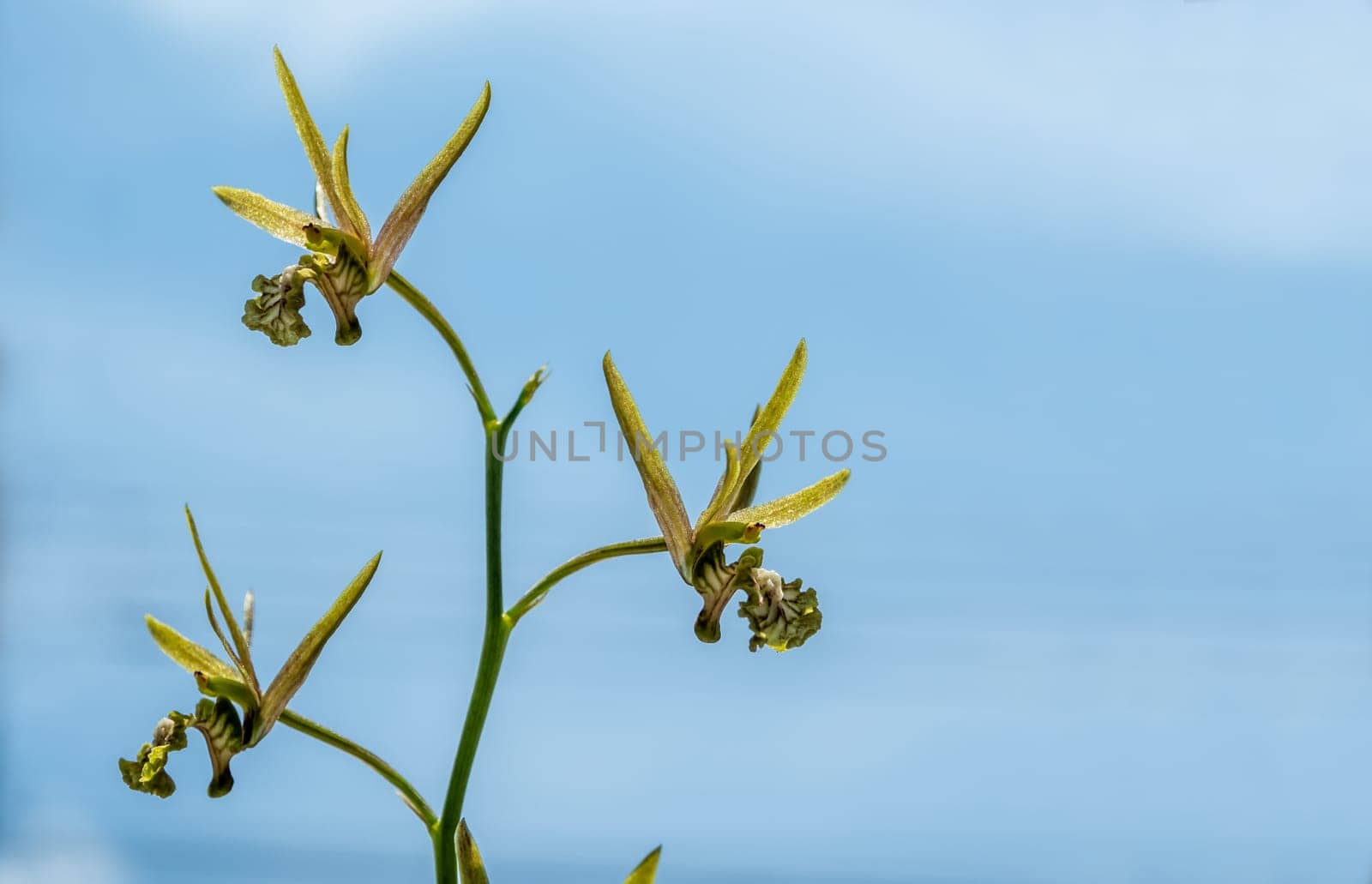 Small Orchid flowers of Eulophia Andamanensis Ground Orchid on the sky background  by Satakorn