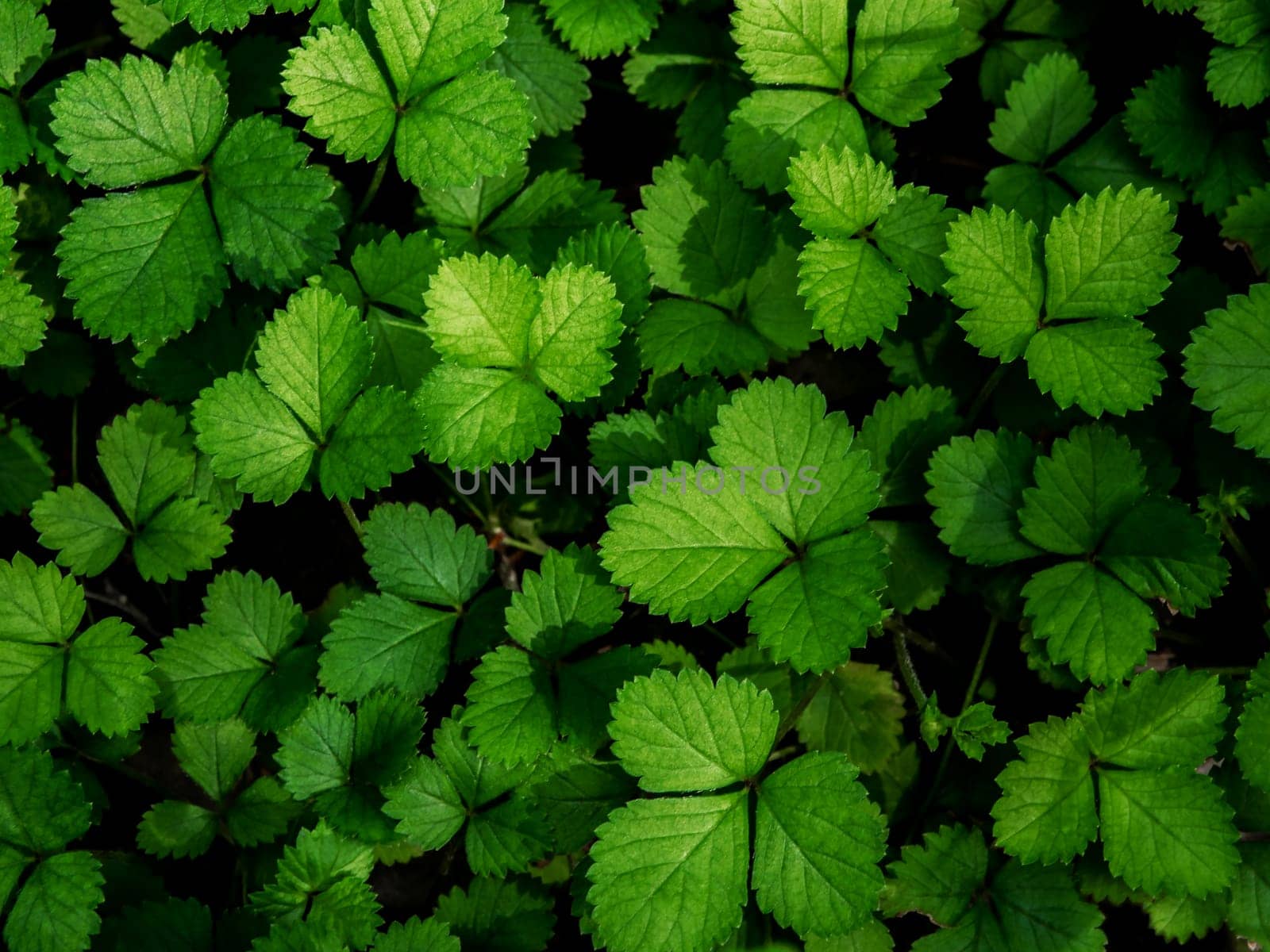 The Mock Strawberry plant for ground cover in the garden by Satakorn