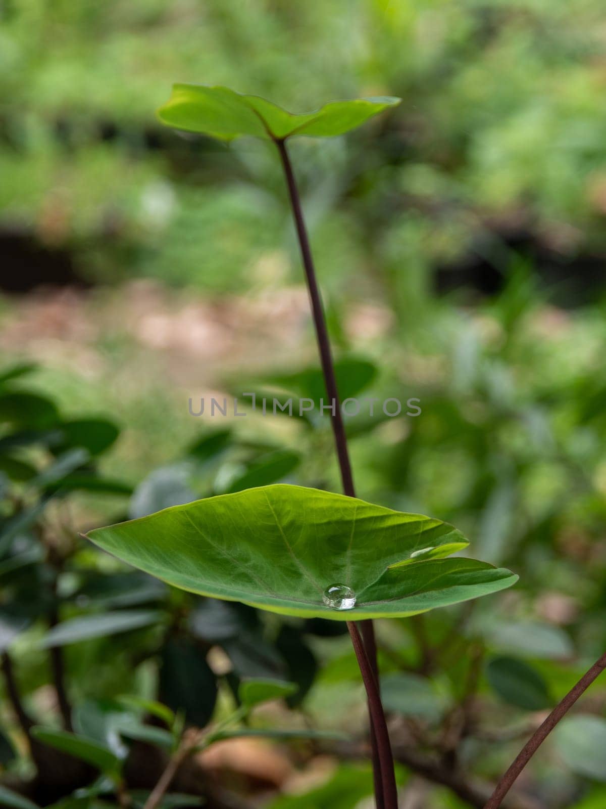 The Droplet water on the colocasia leaf by Satakorn