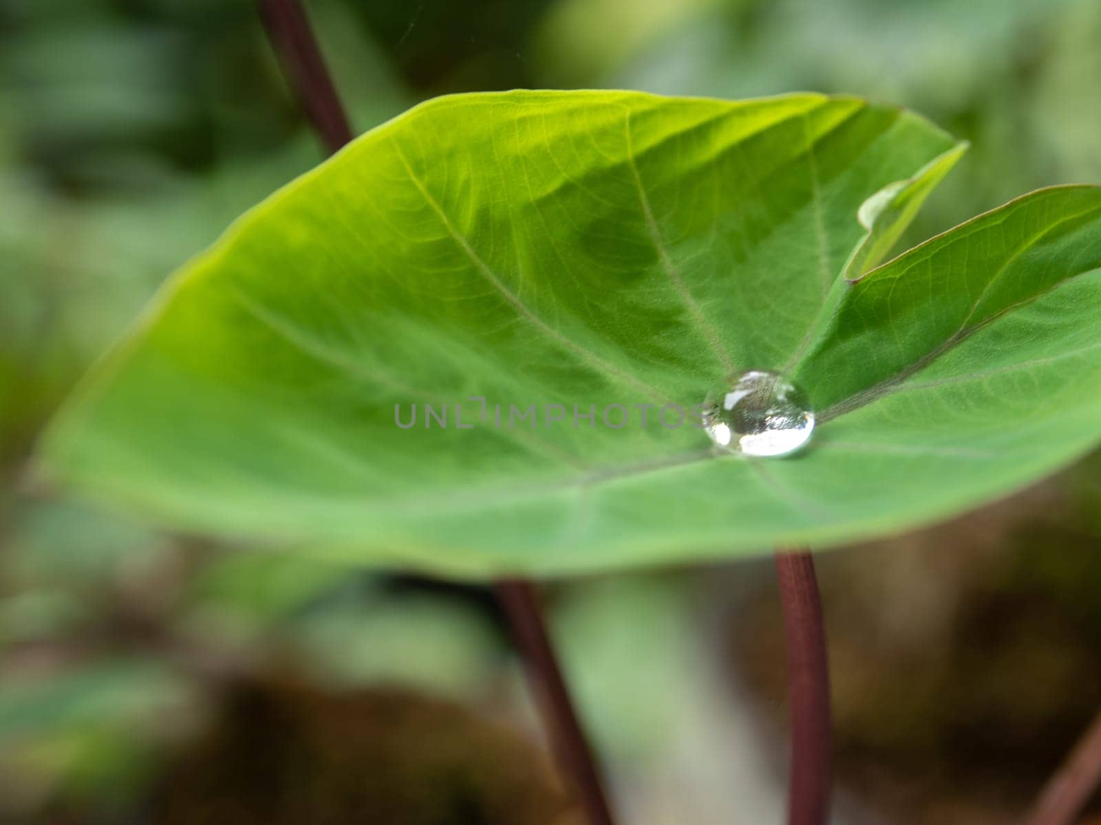 The Droplet water on the colocasia leaf by Satakorn