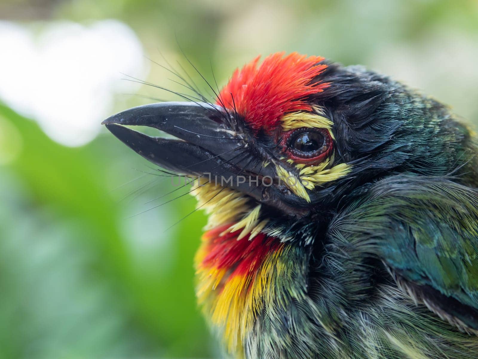 Close up the face of Juvenile Coppersmith barbet bird