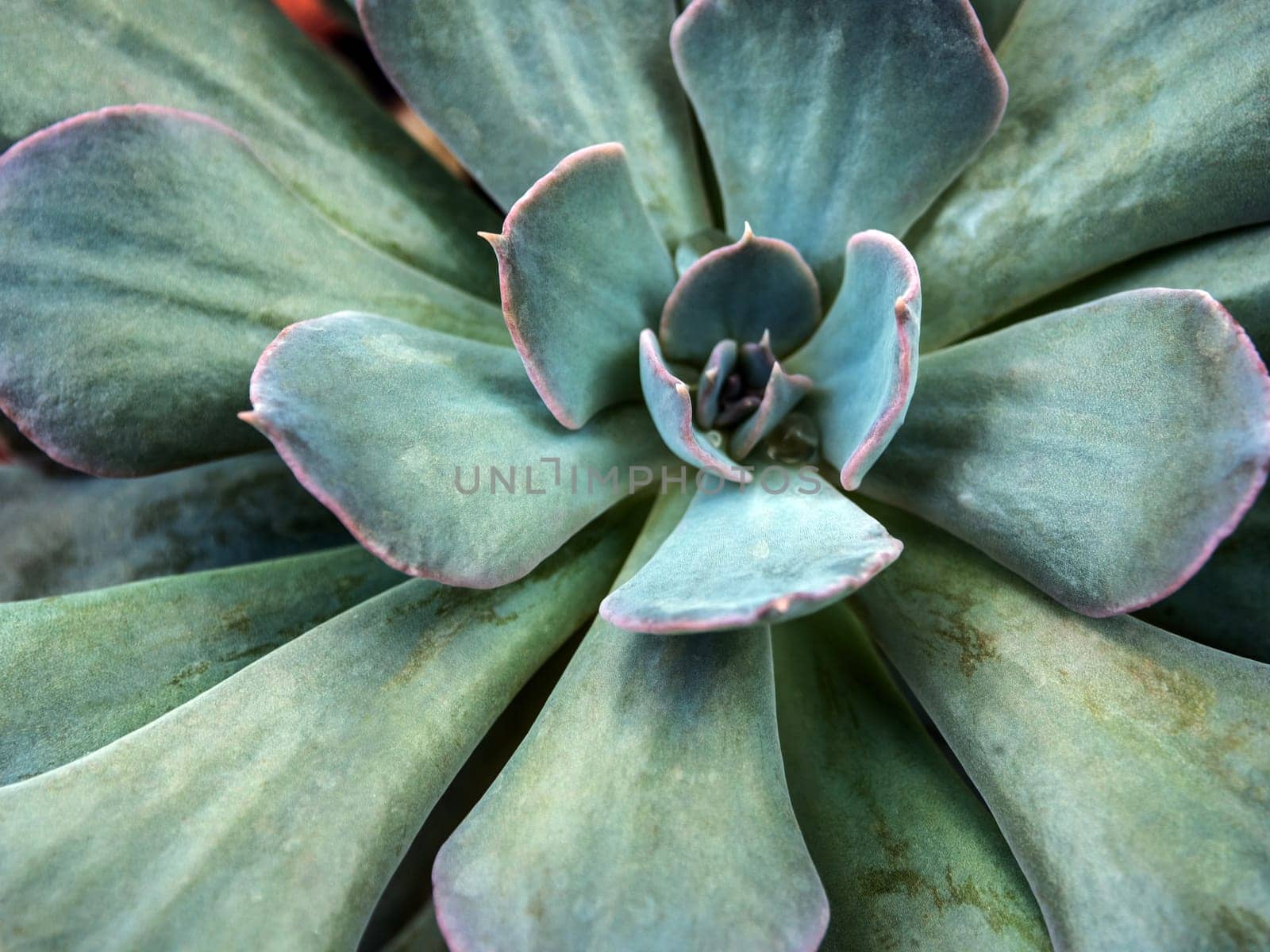 Leaves detail close up of Echeveria Succulent plant by Satakorn