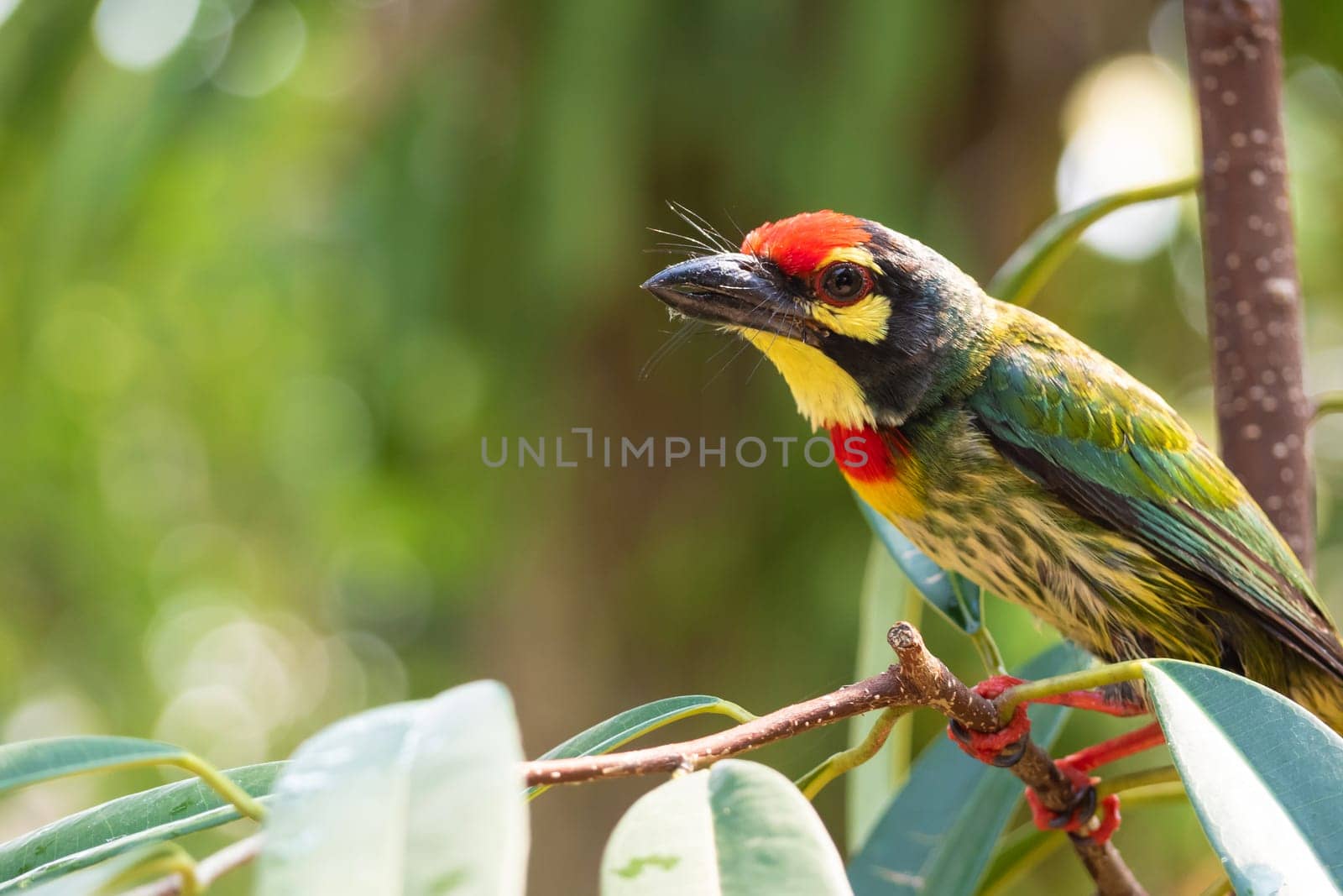 The Coppersmith barbet bird in the garden