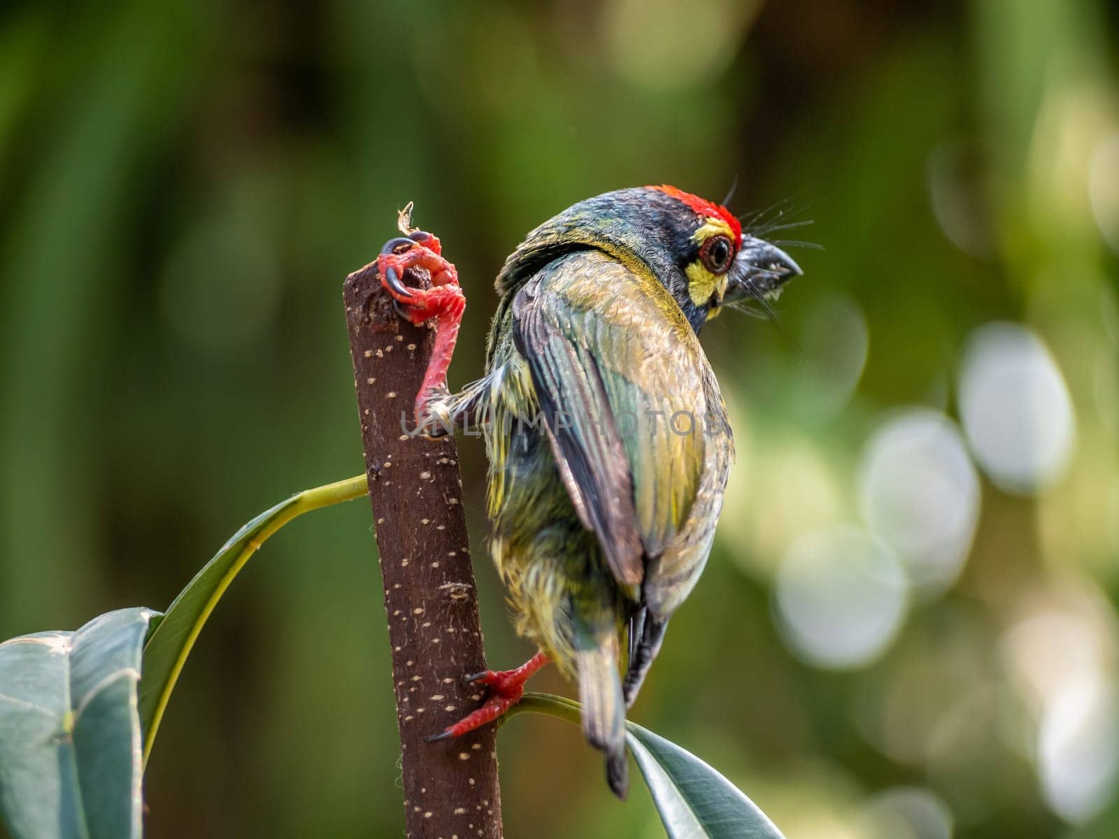 The Coppersmith barbet bird in the garden