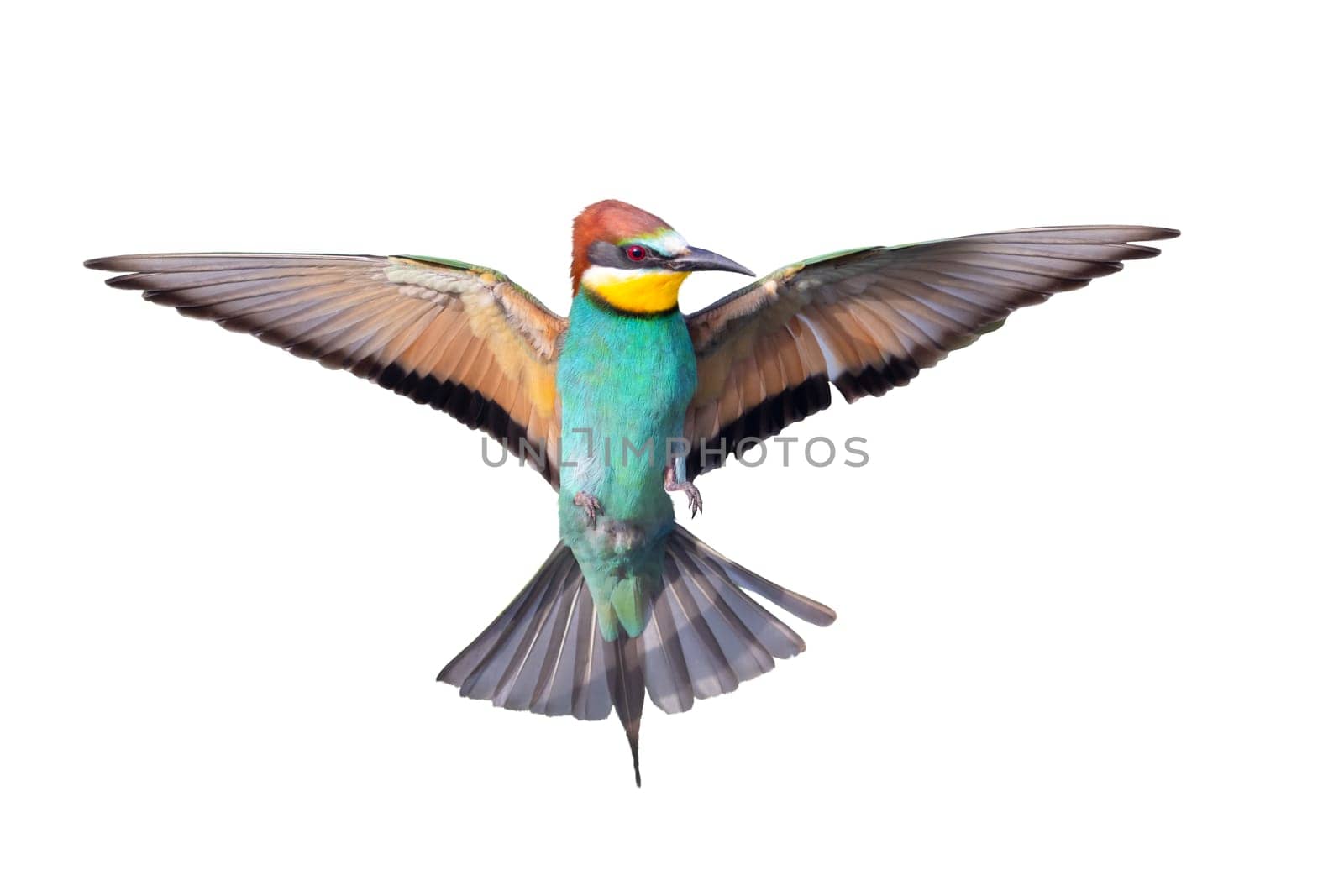 beautiful bird flying isolated on white background , flying birds