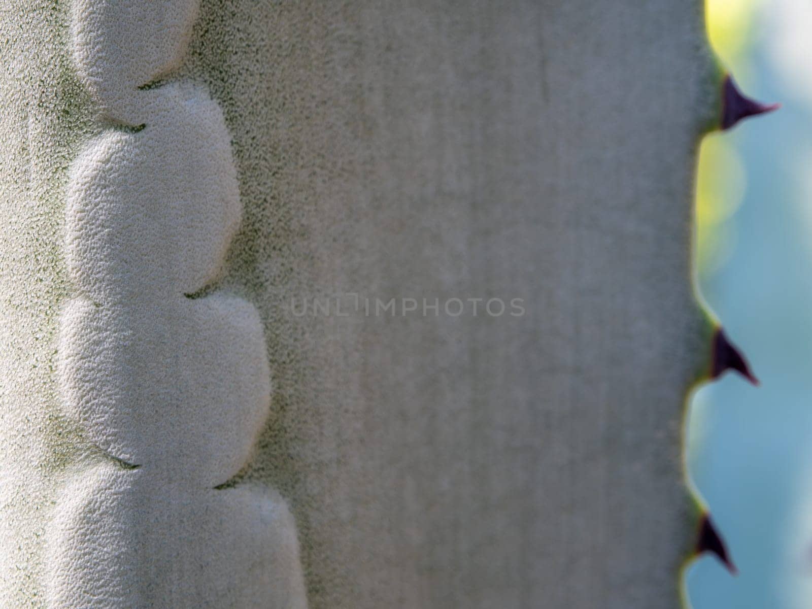 Agave succulent plant, close up white wax on freshness leaves with thorn of Agave leaf