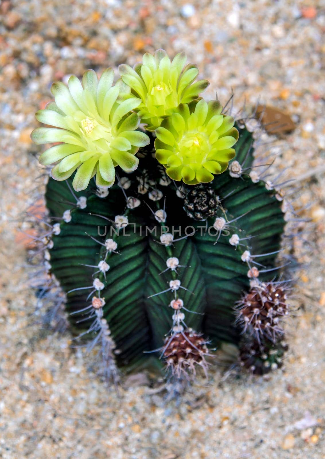 Yellow flower of Gymnocalycium cactus, LB Gymnocalycium cactus growing in gravel sand ground