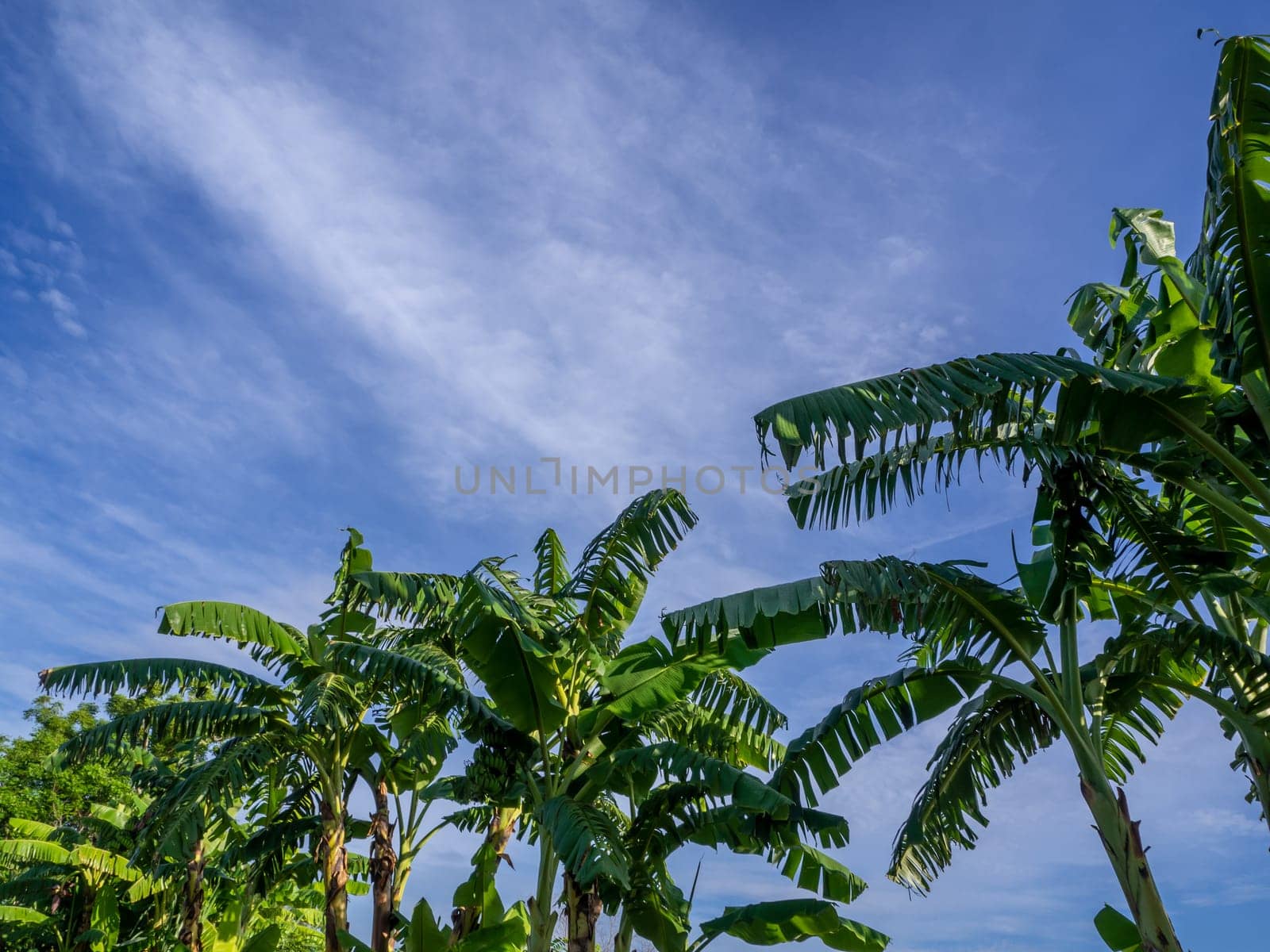 Banana leaves that are torn from the wind