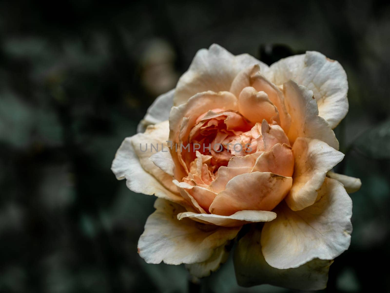 The wounded petals of a withering Masora rose by Satakorn