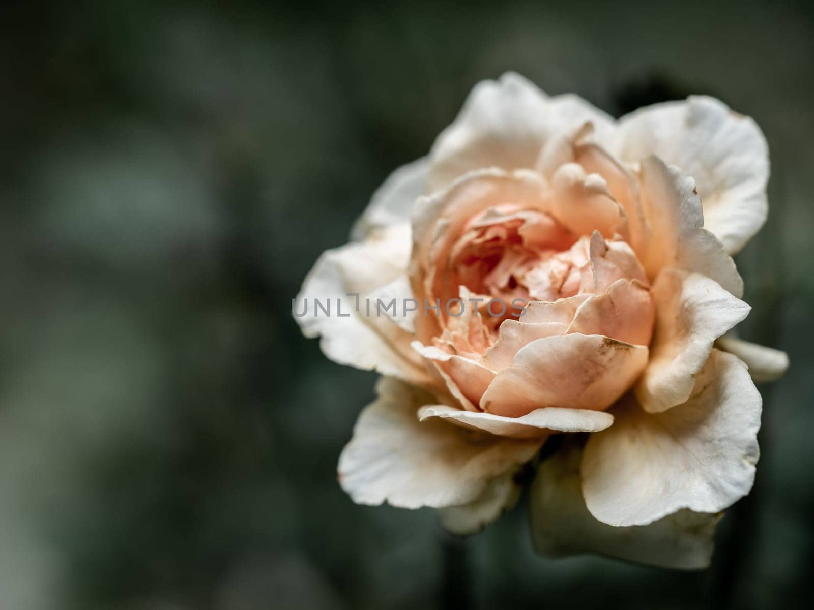 The wounded petals of a withering Masora rose by Satakorn