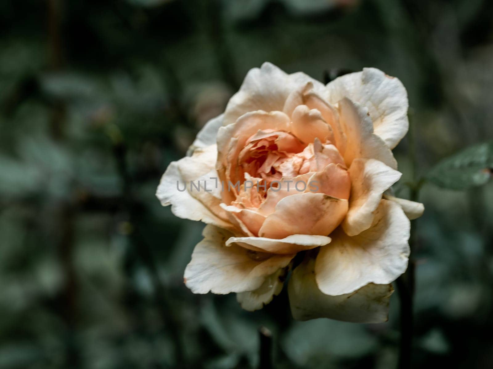 The wounded petals of a withering Masora rose by Satakorn