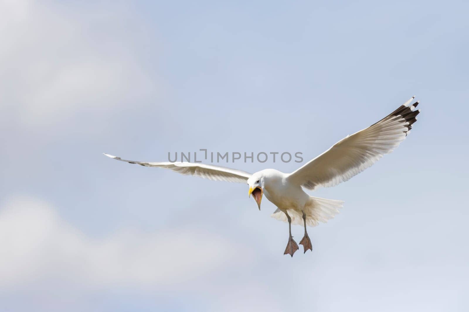 seagull flies and screams wide open beak , flying birds