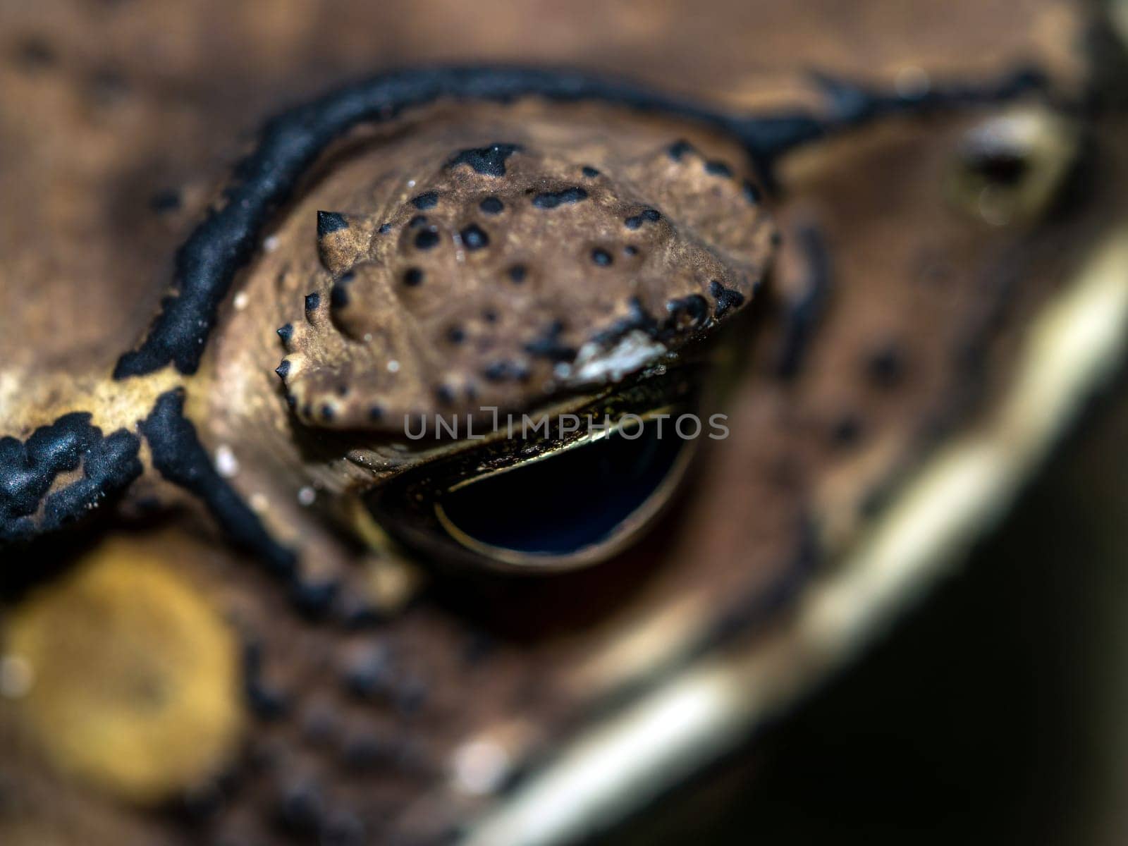 Close-up of the face of a Toad Bufo melanostictus by Satakorn