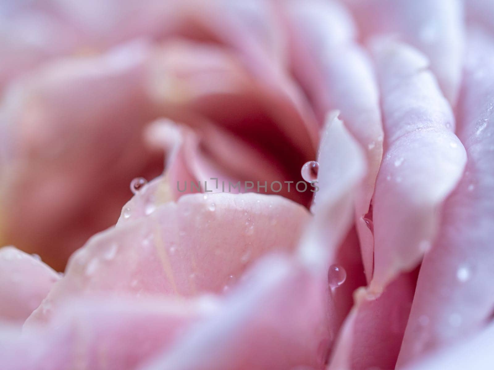 Close-up delicate rose petals as nature background by Satakorn