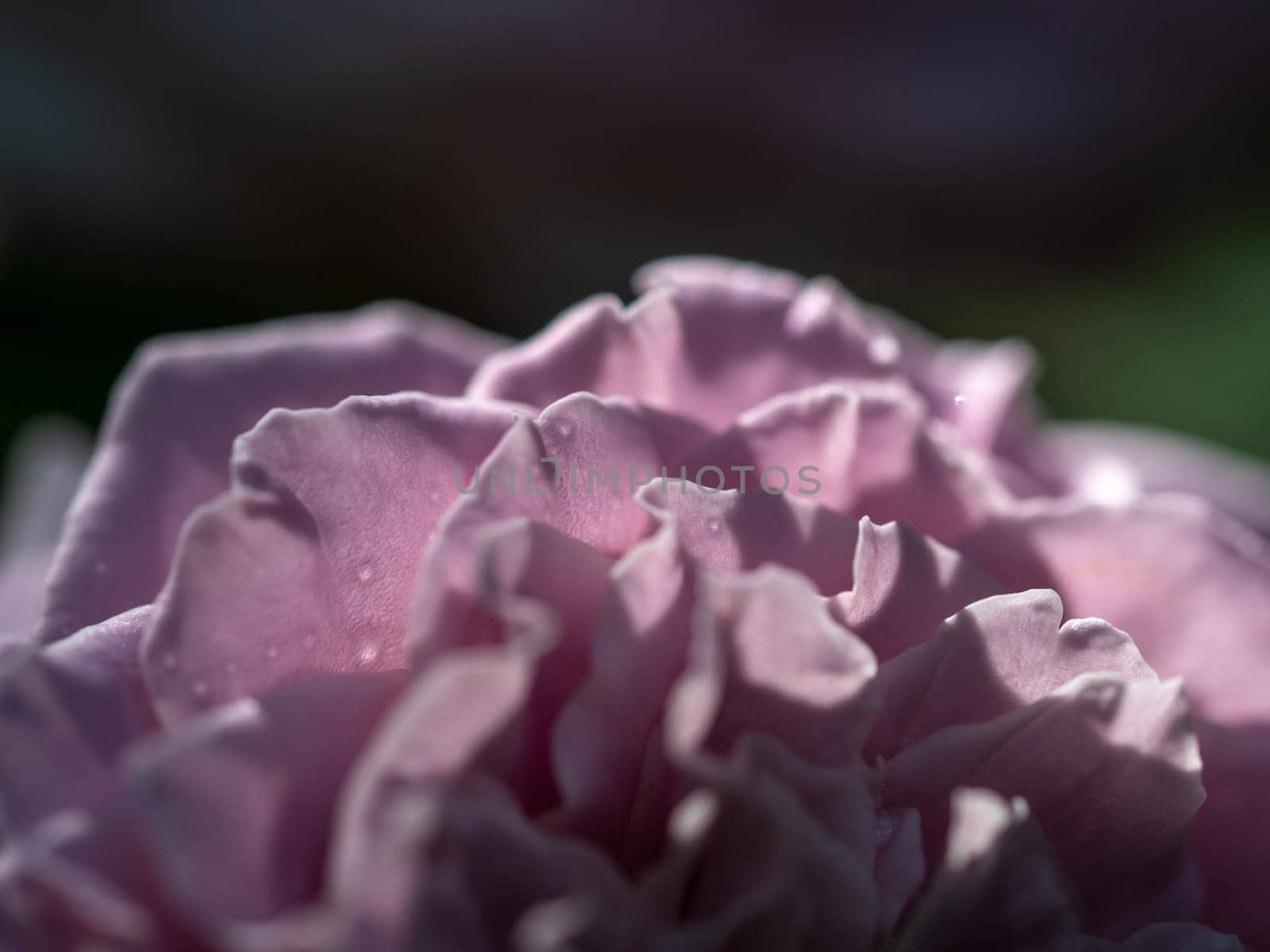 Close-up delicate Princess Kaori rose petals by Satakorn