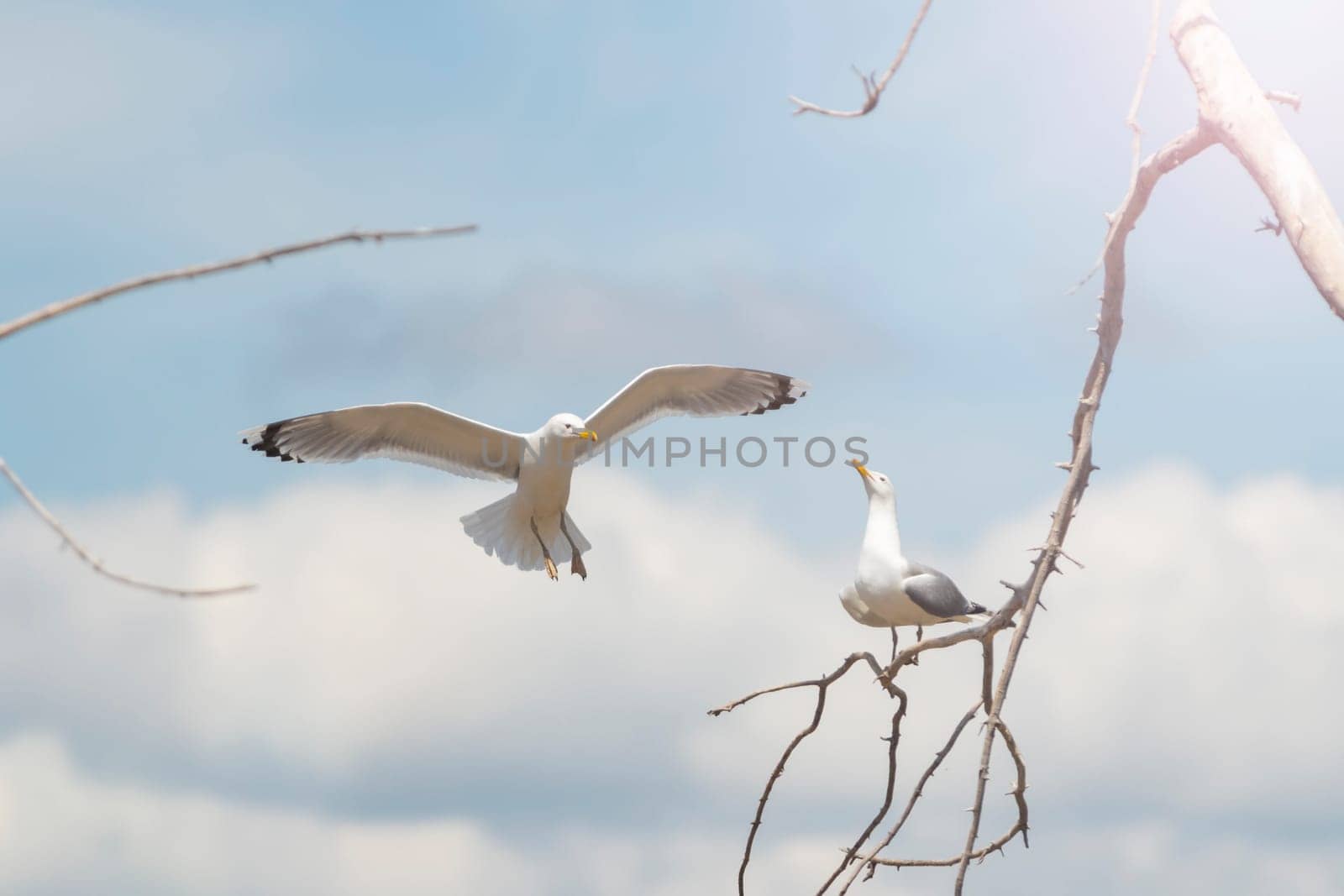 spring courtship of white birds, seagulls , flying birds