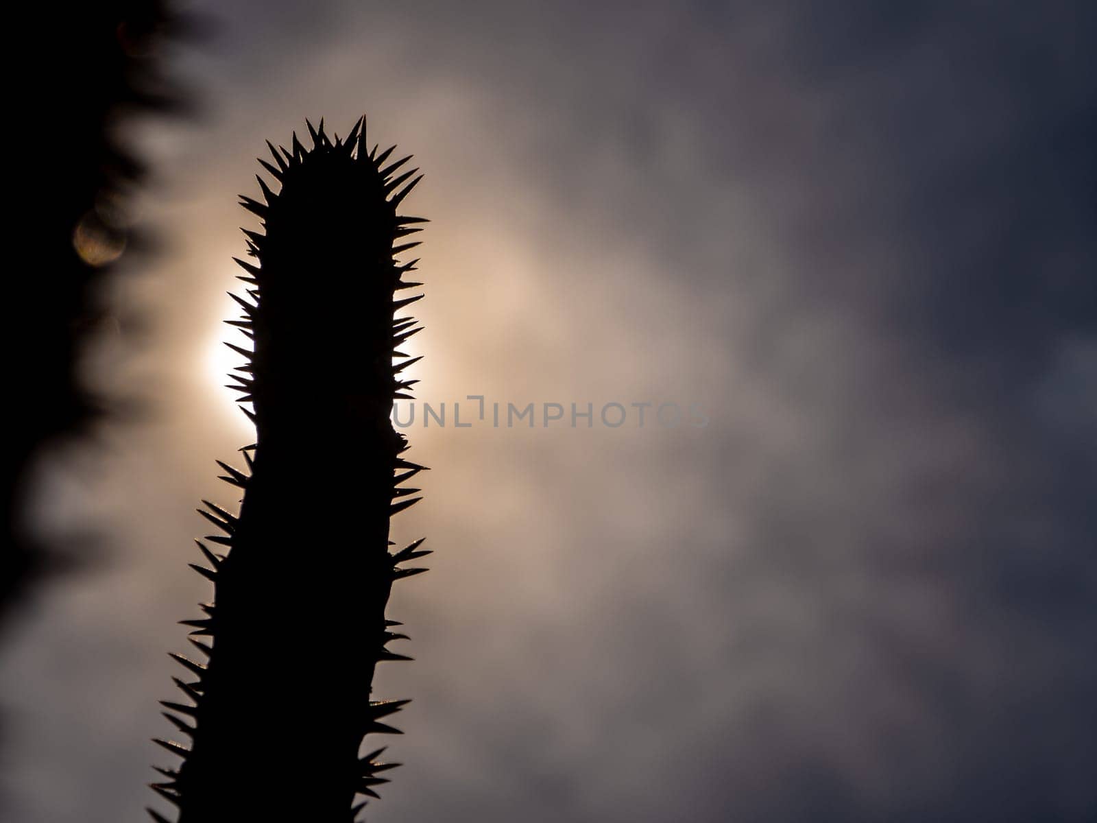 Madagascar palm the Spiky desert plant in the hard sunlight by Satakorn