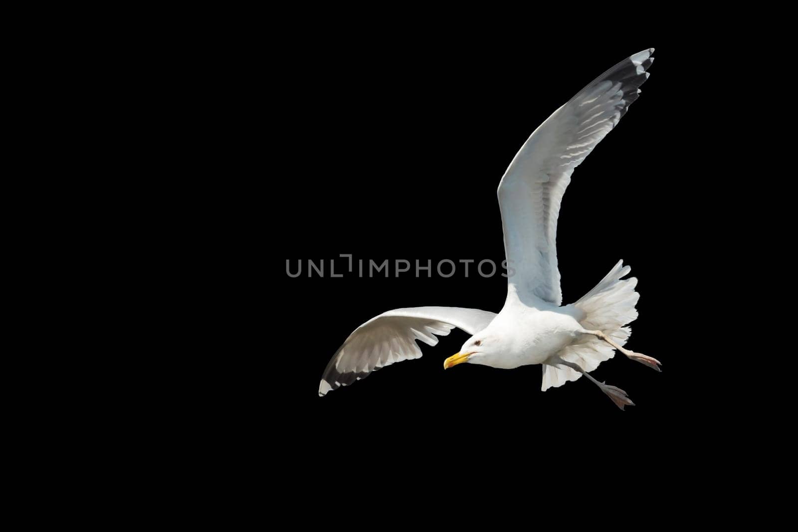 white bird flying spread wings isolated on black , flying birds