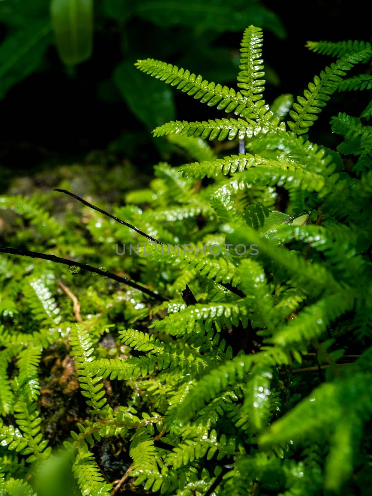 Full-frame texture background of Spike Moss fern leaves